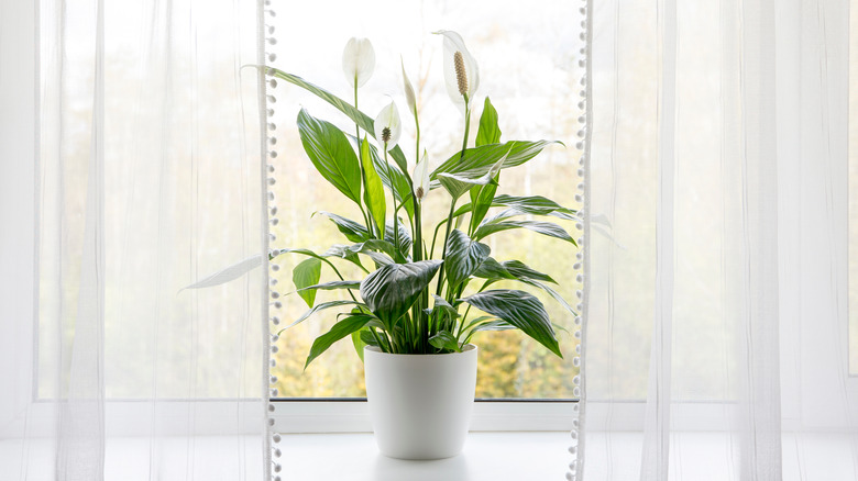 peace lily (spathiphyllum)