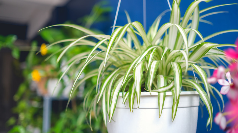 spider plant (chlorophytum comosum)