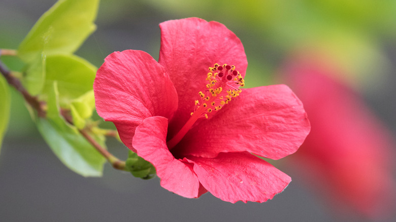 tropical hibiscus (hibiscus rosa sinensis)