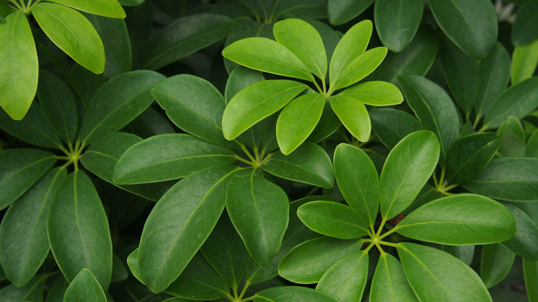 umbrella tree (schefflera actinophylla) plant