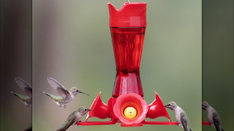 Classic red hummingbird feeder