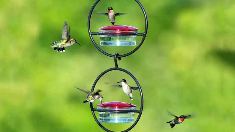 Linkable hummingbird feeders