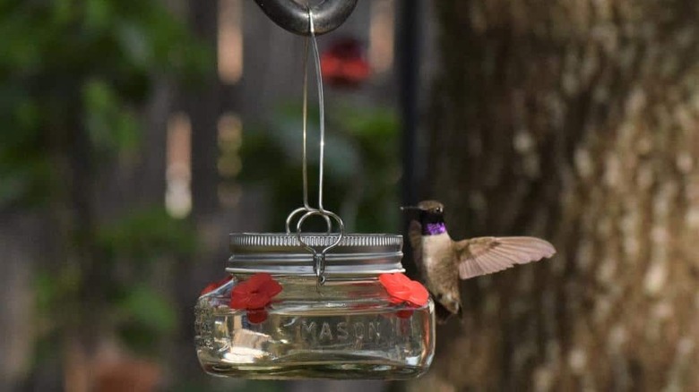 Tiny Mason jar feeder