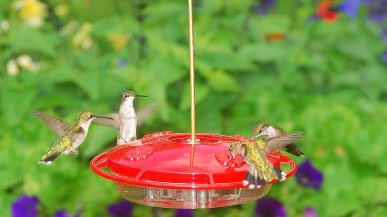 Hummingbirds on plastic saucer feeder