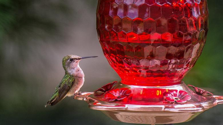 Hummingbird on red glass feeder