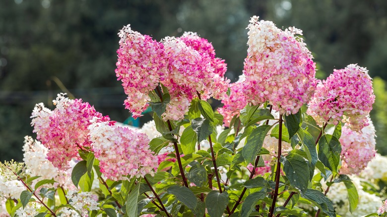 panicle hydrangeas