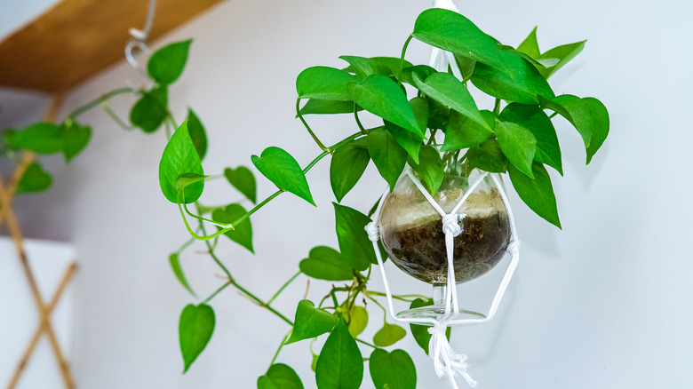 Pothos plant hanging in planter