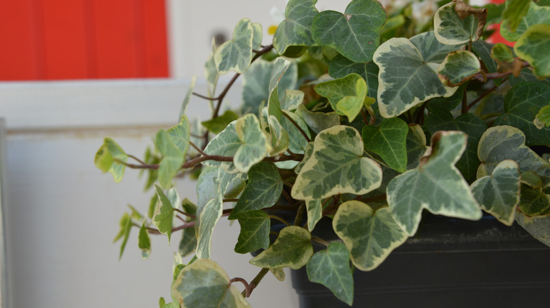 English ivy in indoor room