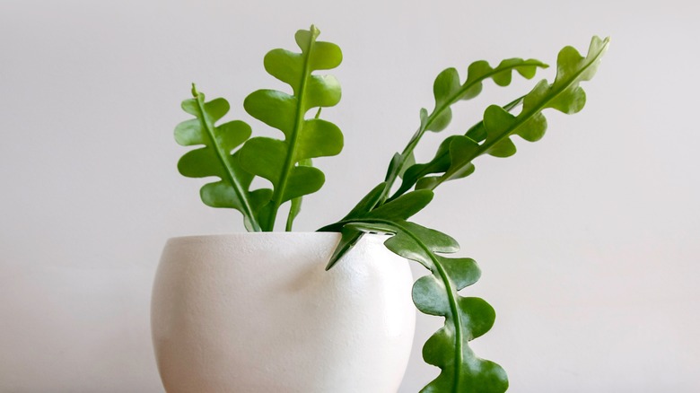 Fishbone cactus in white pot