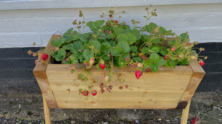 Strawberries in outdoor planter