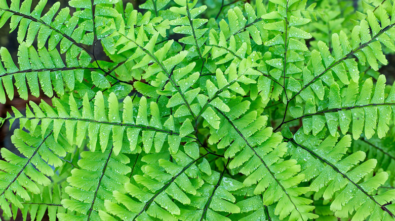 Maidenhair fern foliage close up