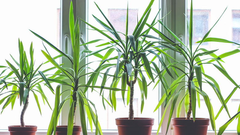 Four dracaena plants in window