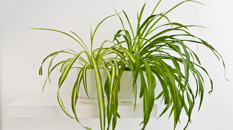 Spider plant in hanging planter