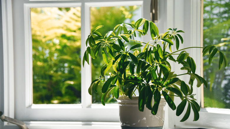 Umbrella tree on kitchen table