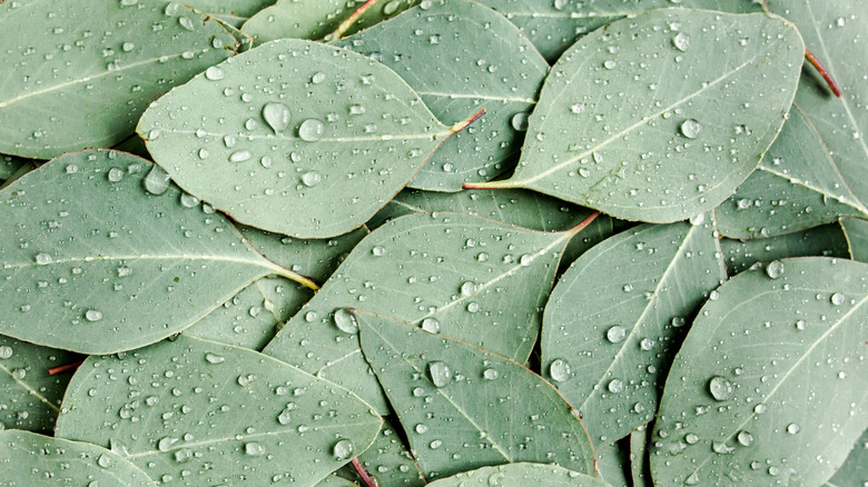 Eucalyptus leaves