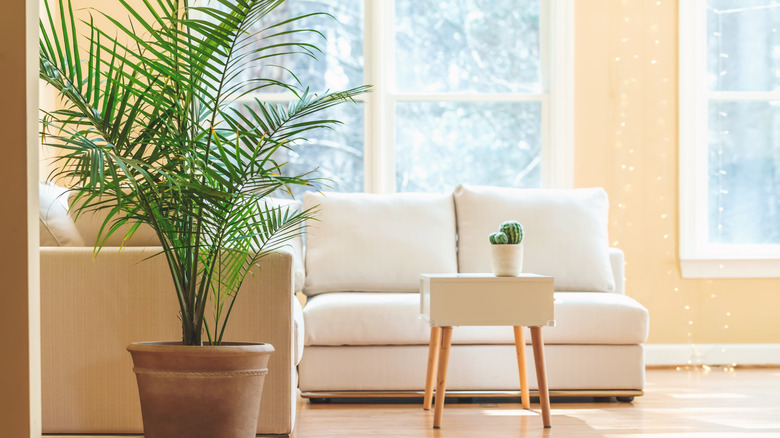 A large big-leafed green plant with shiny leaves in a big white planter sitting on a wood floor next to two small sofas, a table, and a cream colored rug