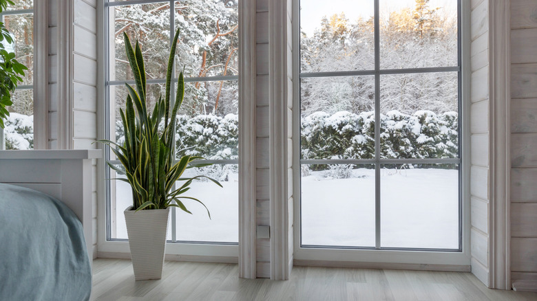 A large snake plant in a white pot in front of a window with snow on the ground