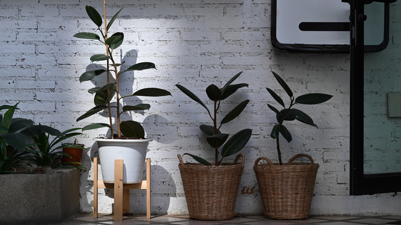 Indoor rubber trees in pots and baskets along a white brick wall