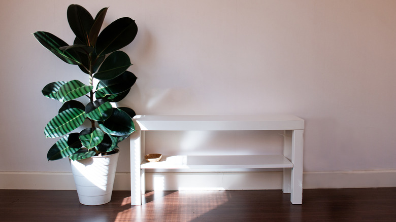 Indoor rubber tree next to white table with dappled sunlight