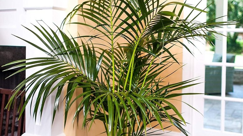 kentia palm fronds with colonial french door backdrop