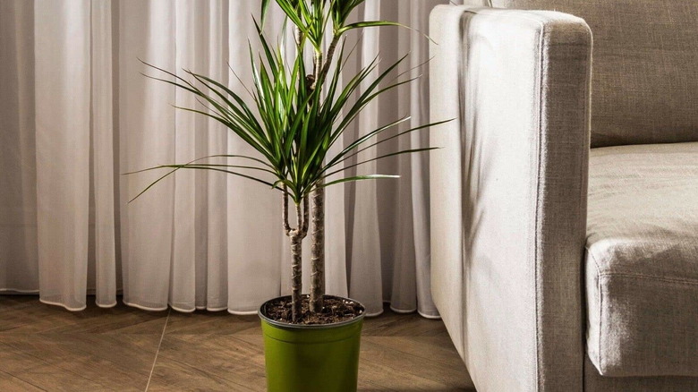 young healthy indoor dragon tree in beige living room