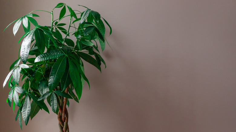 braided money tree against dim gray wall