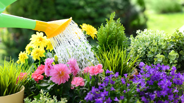 Woman watering flower bed