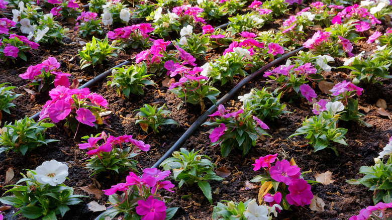 Drip irrigation in flower bed