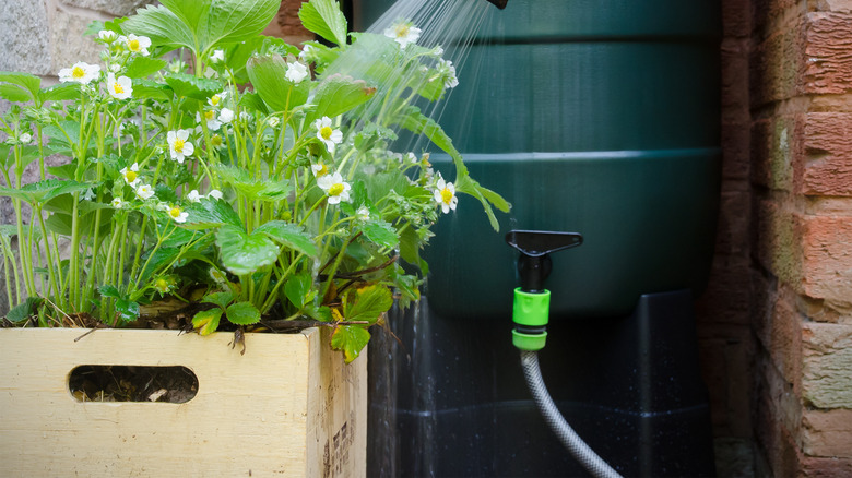 Rain barrel irrigation system