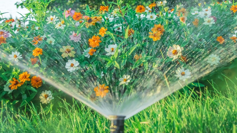 Sprinkler soaking flower bed