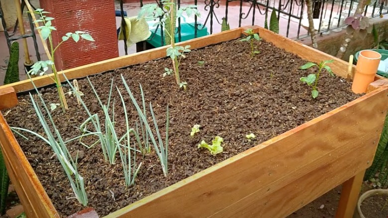 Sub-irrigated raised bed