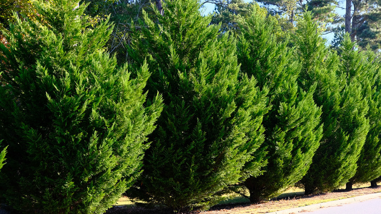 Row of Leyland cypress trees