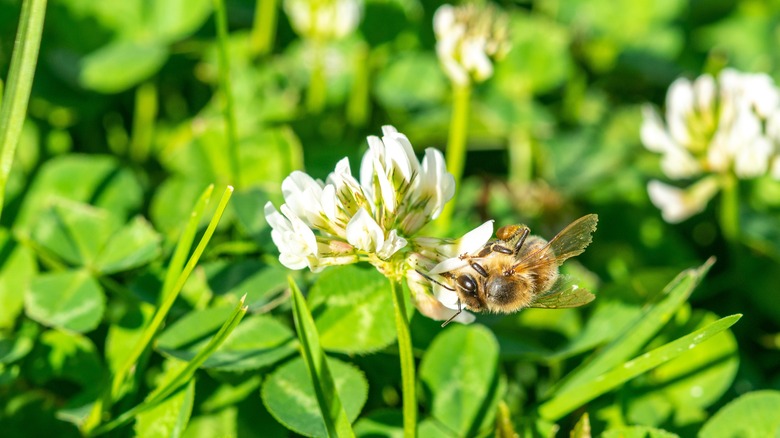 Honeybee on clover lawn