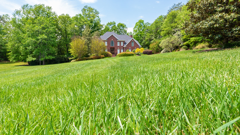 The Best Kind Of Grass Seed Mix For A Bee-Friendly Lawn & Garden