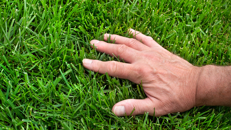 Hand in grass