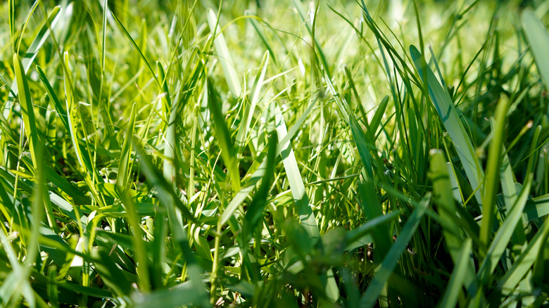 Close up of St. Augustine grass