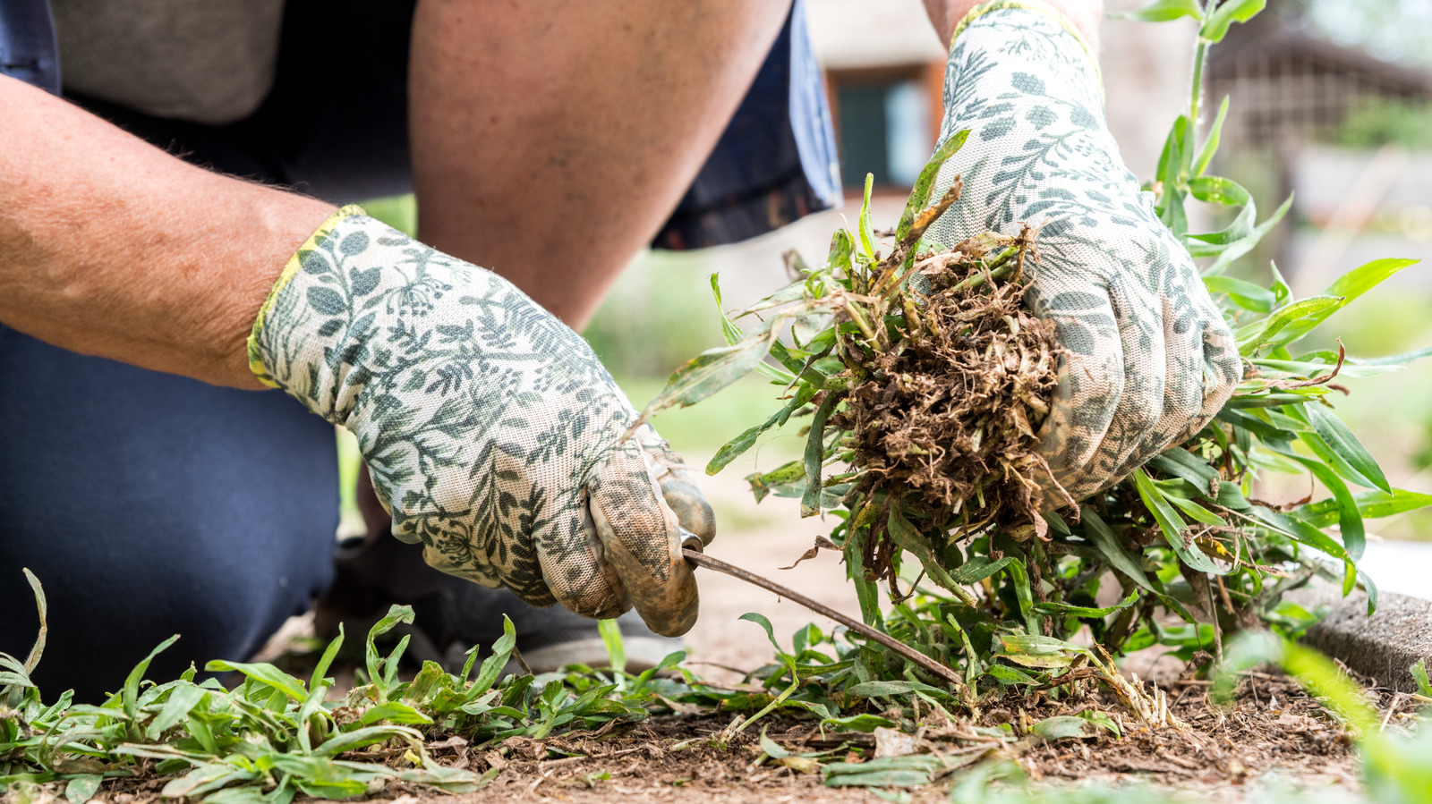 The Best Kind Of Mulch To Prevent Weeds, According To Our Landscaping ...