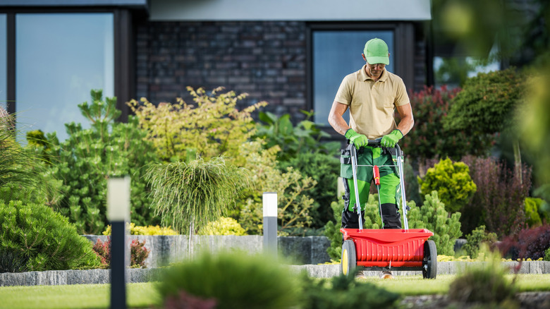 A gardener applies weed and feed over his lawn using a broadcast spreader.