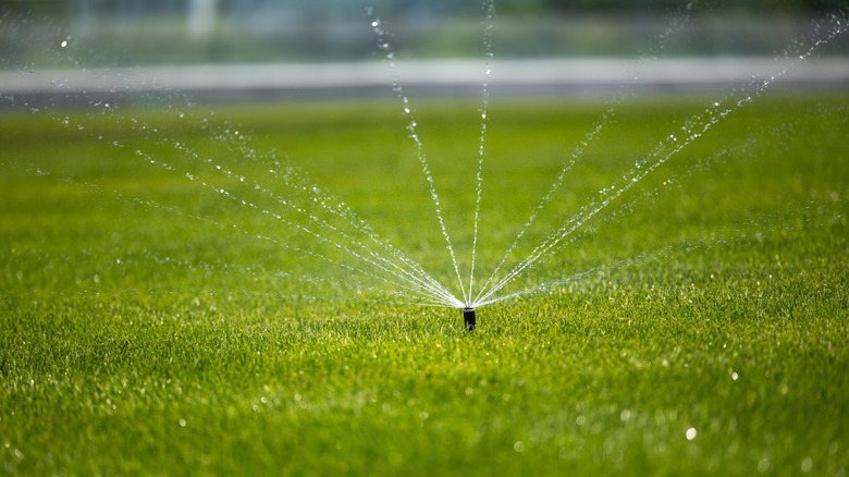 A sprinkler waters the lawn to get it ready for applying weed and feed.