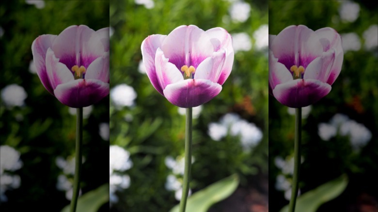 tulip in a garden