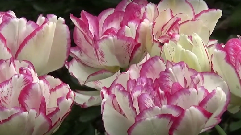 tulips in a garden