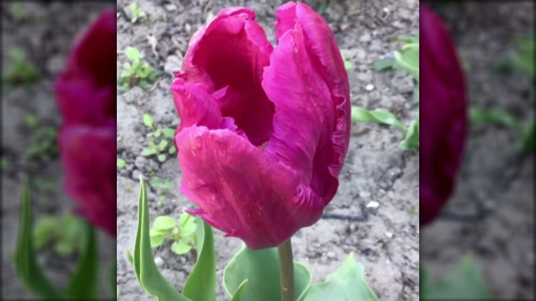 tulip in a garden