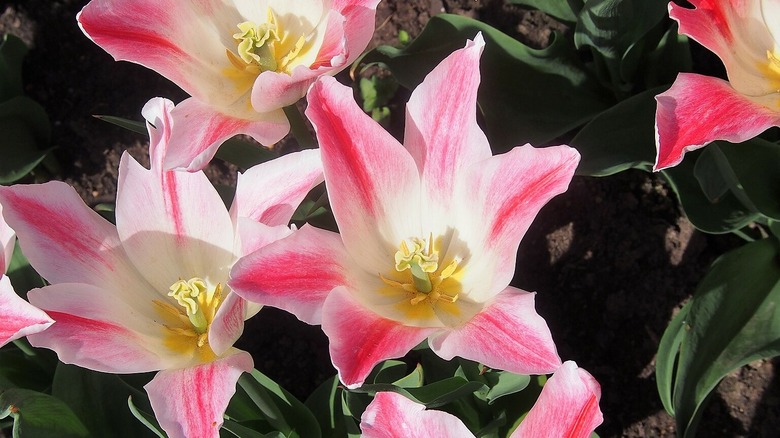 tulips in a garden