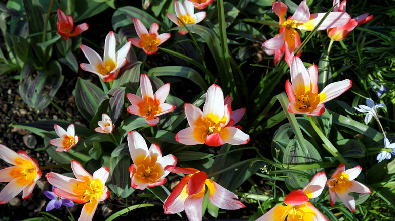 tulips in a garden