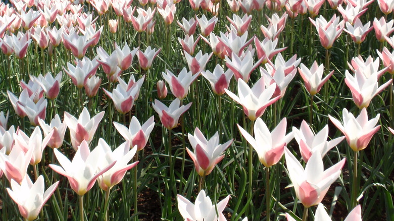 tulips in a garden