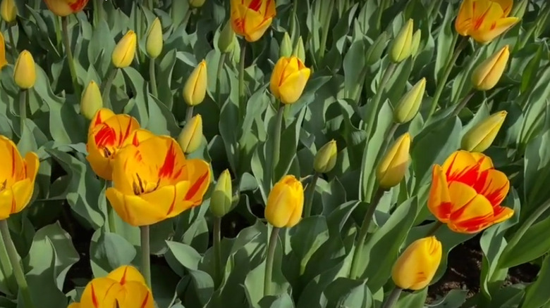 tulips in a garden