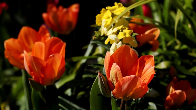 tulips in a garden