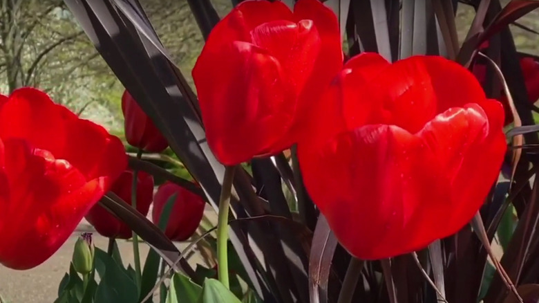 tulips in a garden