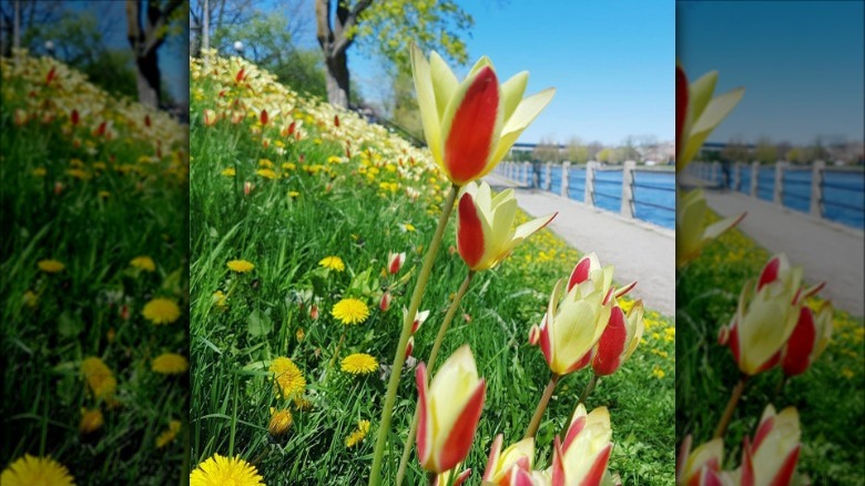 tulips in a garden