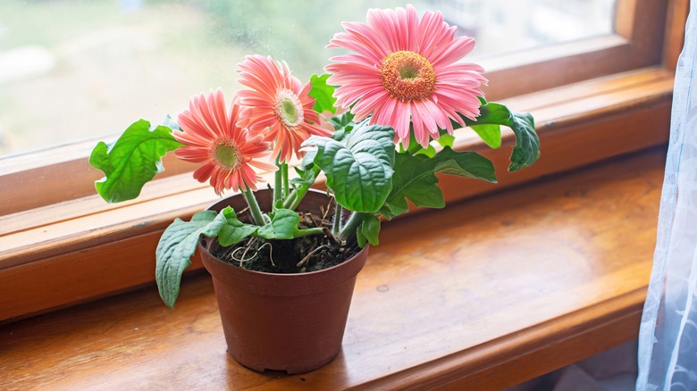 Potted Gerbera daisy flower